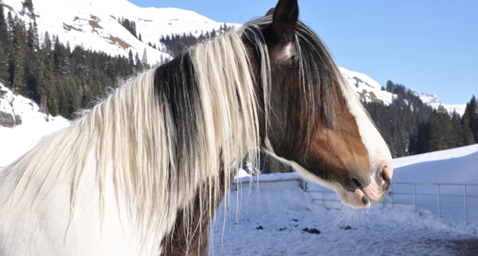 Biobauernhof Pferd | Organic Farm Horse