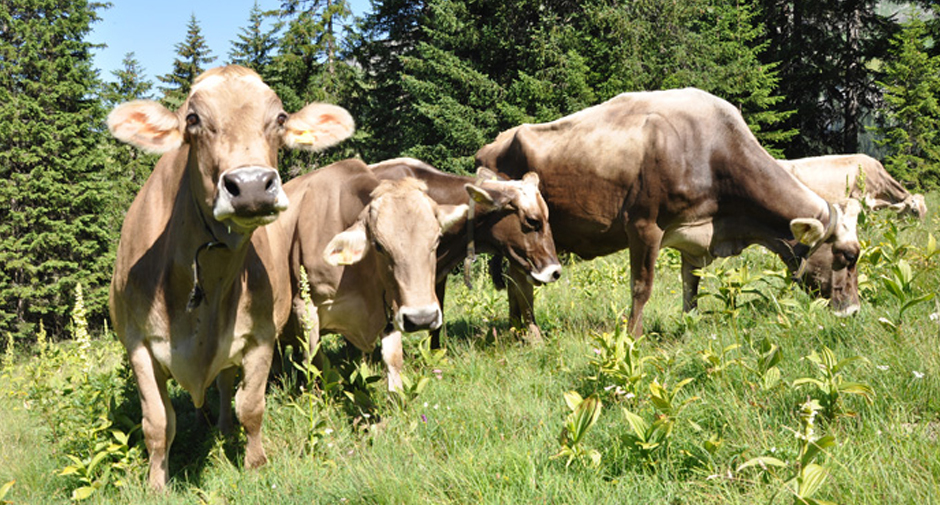 KÃ¼he | Cows Arlberg